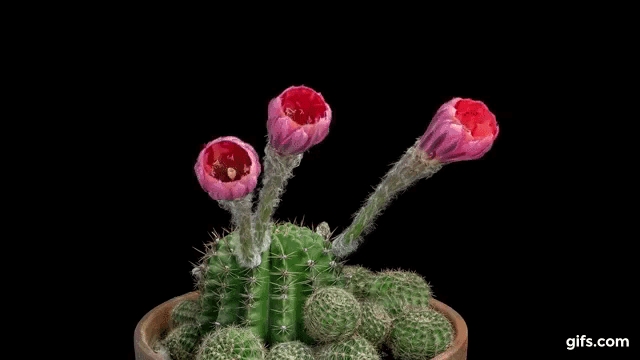 Đoạn phim tua nhanh quá trình xương rồng Echinopsis nở hoa